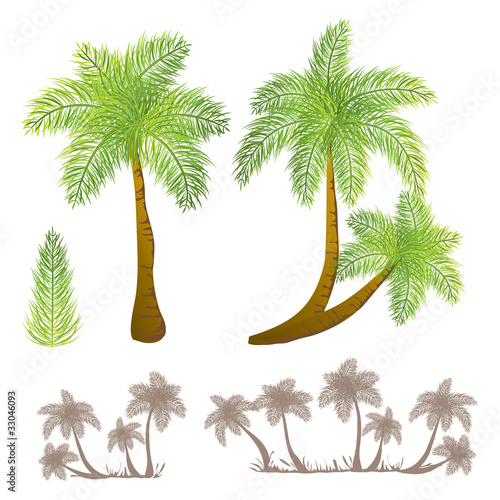 Tropical palm