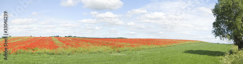 poppies in rape