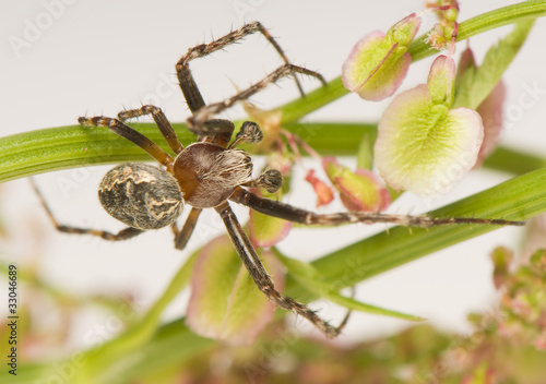 Larinioides sclopetarius - male photo