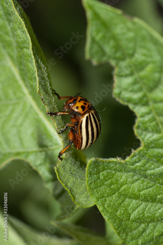 Colorado Beetle