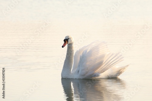 Fototapeta Naklejka Na Ścianę i Meble -  Lonely swan illuminated by the rising sun