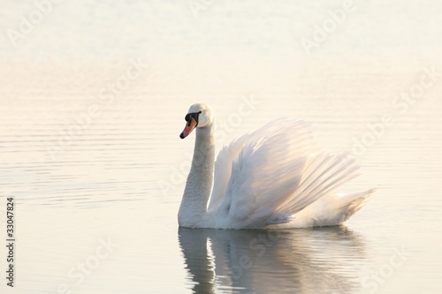 Lonely swan illuminated by the rising sun