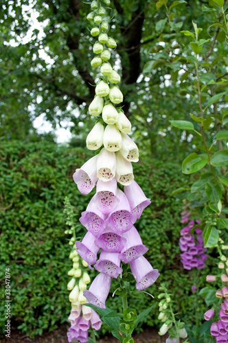 Roter Fingerhut - Digitalis purpurea photo