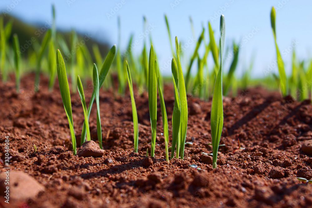 The first shoots in furrows close up The first shoots in furrows close up