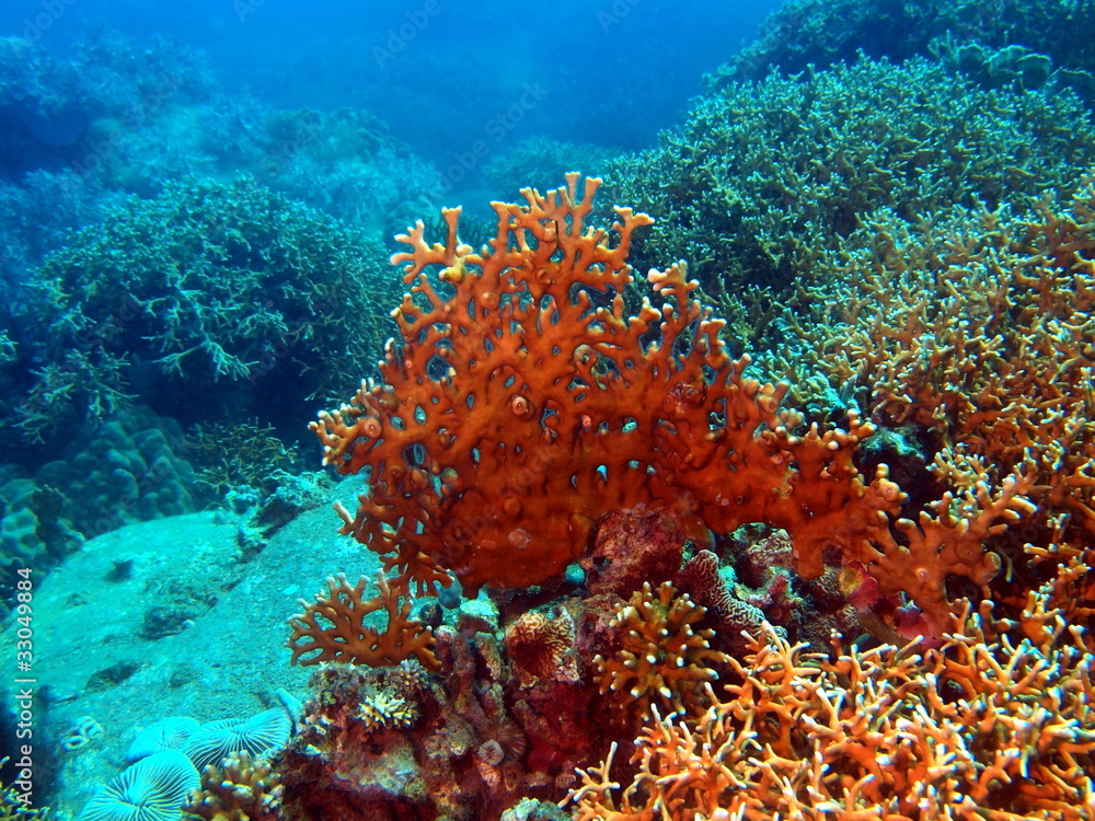 Fototapeta premium Stony corals of the South-Chinese sea