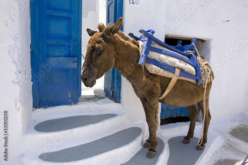 grèce,cyclades,amorgos : village de potamos, âne