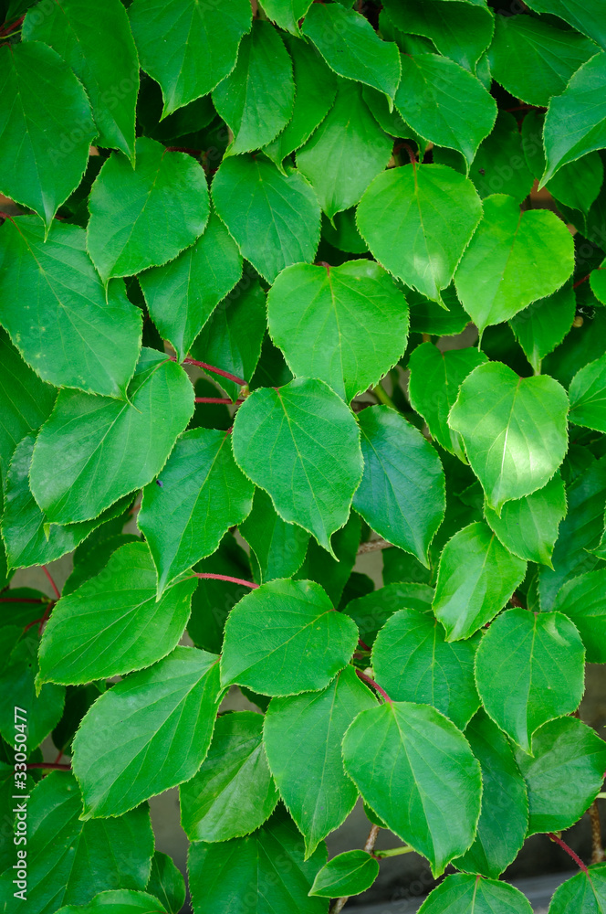 Green Actinidia Leaves as Background Green Actinidia Leaves as Background