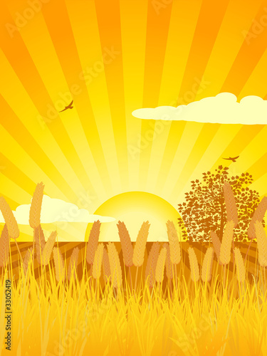 corn and cultivated sunset background