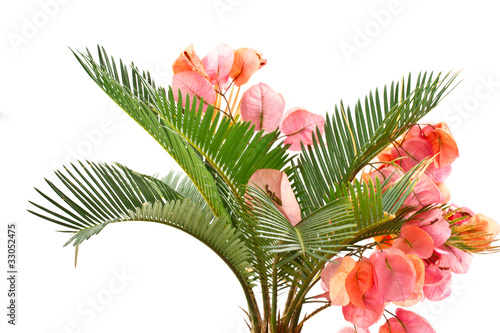 sago palm and Bougainvillea photo