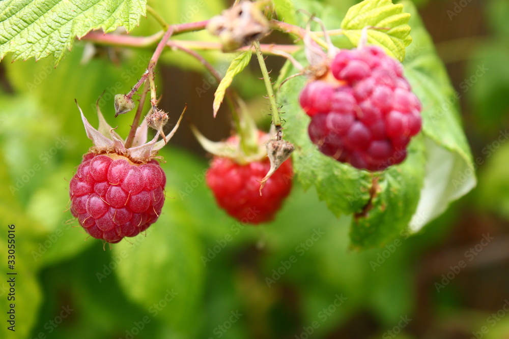 Framboise Framboise