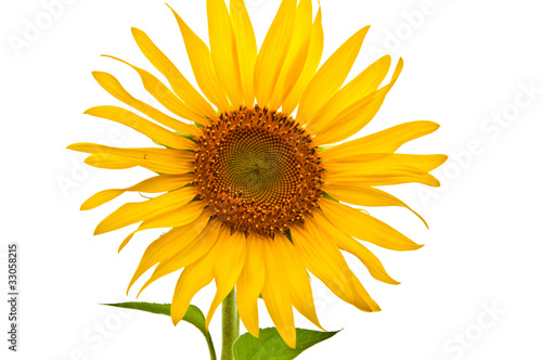 Sunflower © sundaymorning