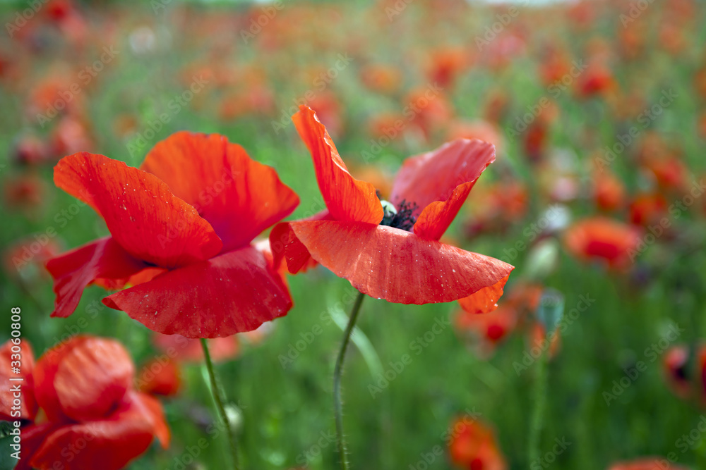 Fototapeta premium Red poppy