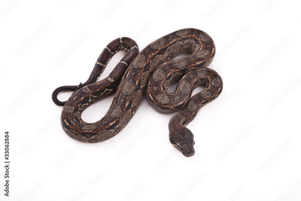 Baby Sonoran Desert Boa constrictor on white background Baby Sonoran Desert Boa constrictor on white background
