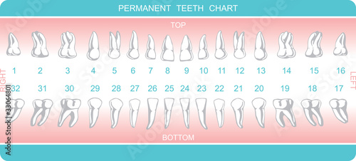 dental chart #33064801