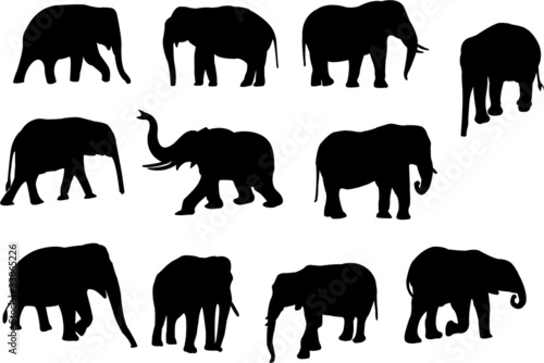 collection of elephants silhouettes - vector