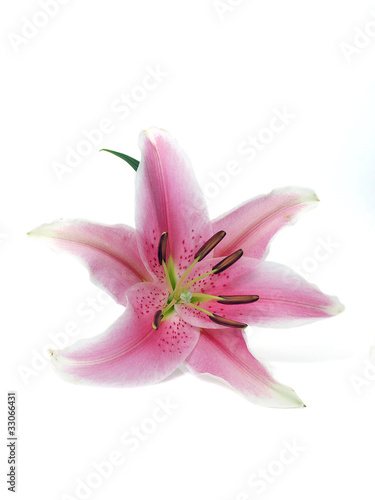 Lily flower isolated