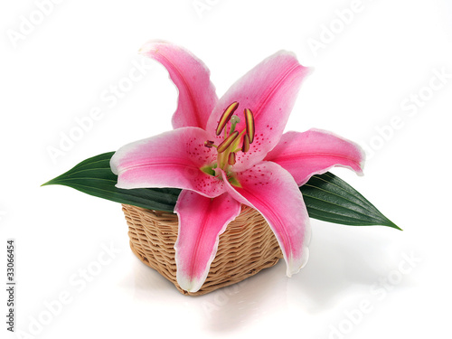 Lily flower in the basket
