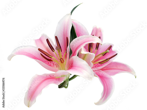 Leinwand Poster Lily flowers isolated