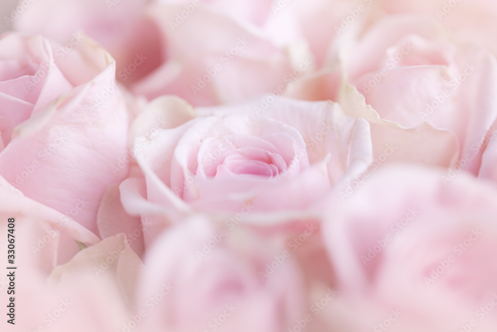 Rosa Rosen Rosa Rosen