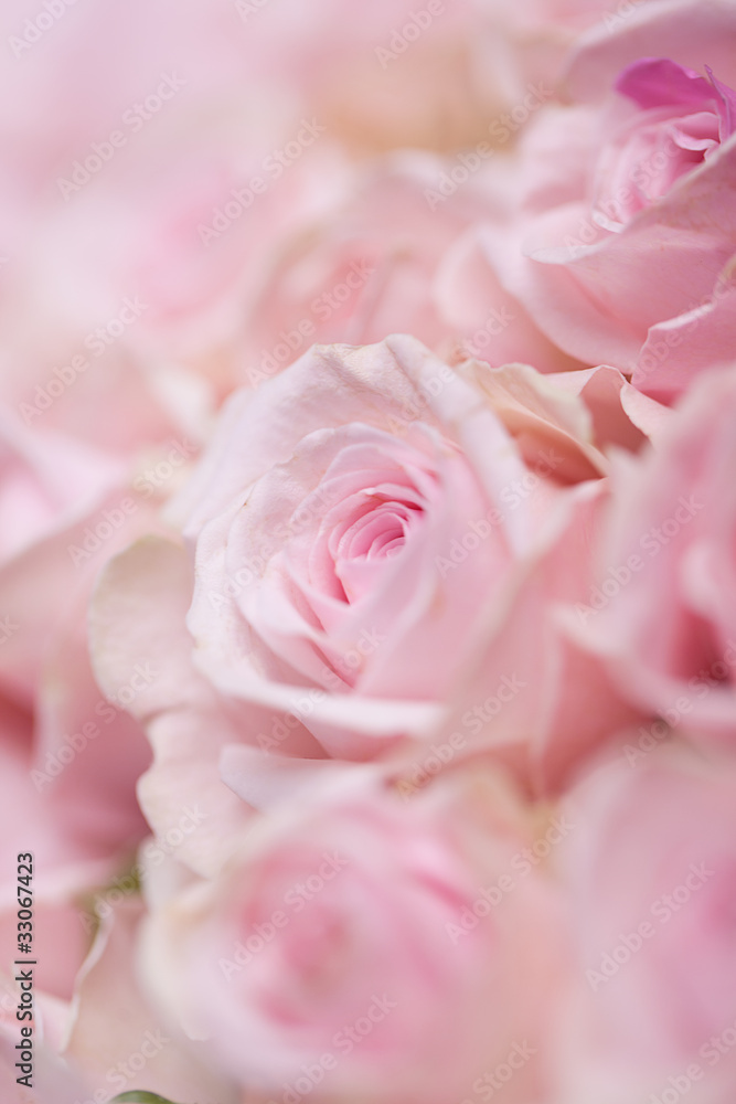 Rosa Rosen Rosa Rosen