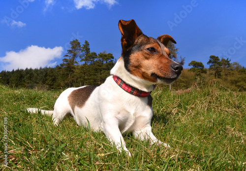 Jack Russell Terrier Lying in the grass