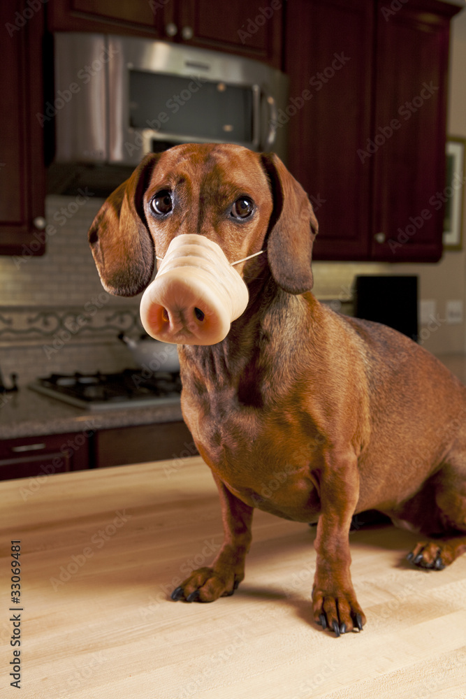 Pig nose dog store