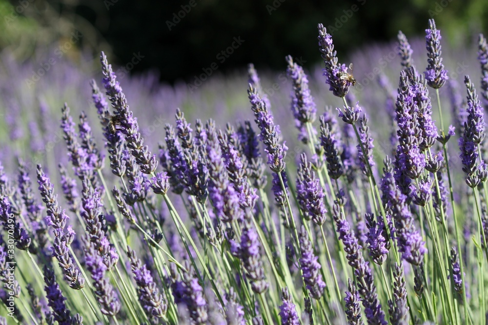 Fototapeta premium Lavandes en Provence