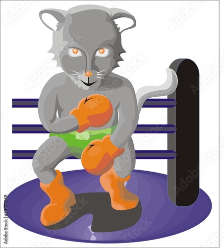 boxer cat