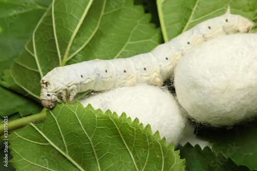 Silk Cocoons with Silk Worm