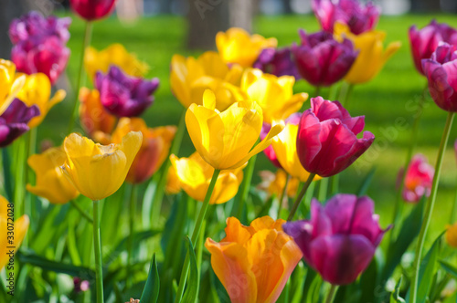 Fototapeta Naklejka Na Ścianę i Meble -  Many tulips in the park