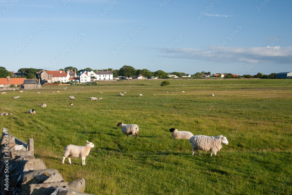 Farming on Holy Island Lindisfarne England Farming on Holy Island Lindisfarne England