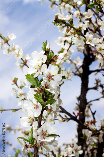 весенние цветы © viktoriya85