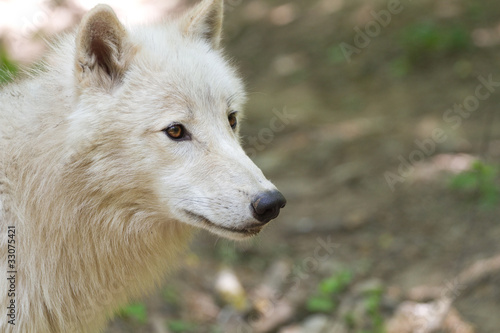 Fototapeta Naklejka Na Ścianę i Meble -  Arctic Wolf