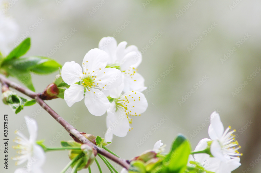 Obraz premium flowers