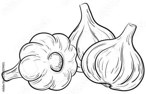 Garlic, contours