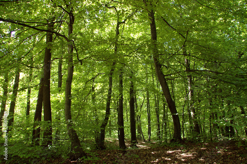 Dense forest in Poland
