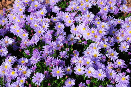 Michaelmas daisies