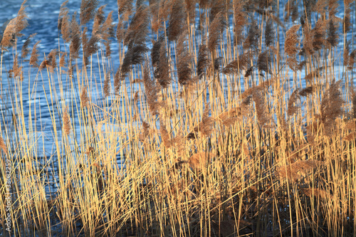 Reed in Frozen Lake