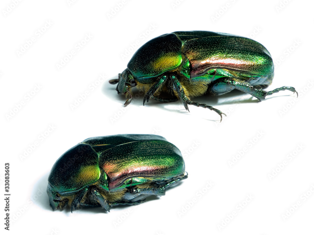 Naklejka premium Rose chafers