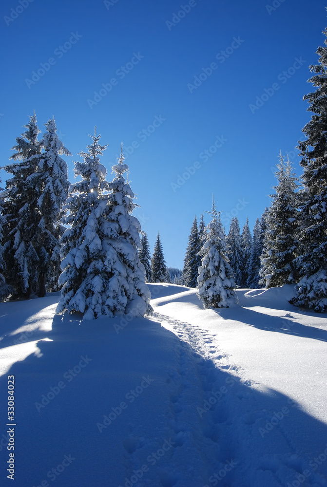 Fototapeta premium pines covered snow