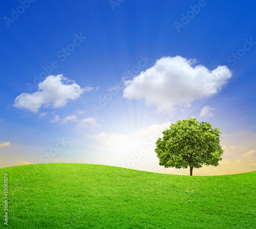 Green Field with big tree and blue sky