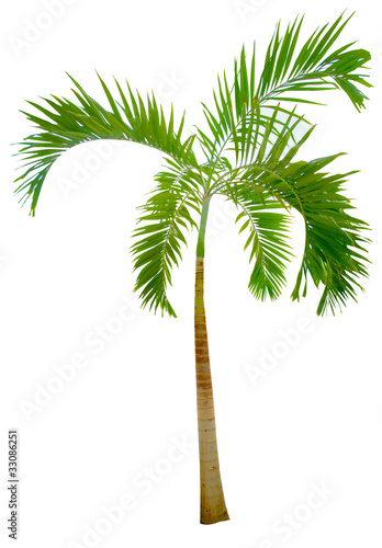 isolated green palm