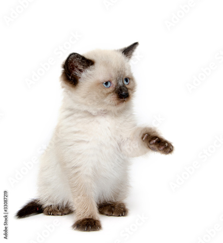 Cute cat with paw up