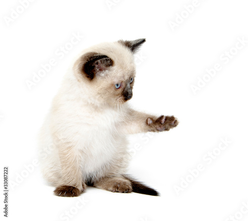 Cute cat with paw up © Tony Campbell