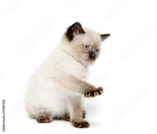 Fototapeta Naklejka Na Ścianę i Meble -  Cute cat with paw up
