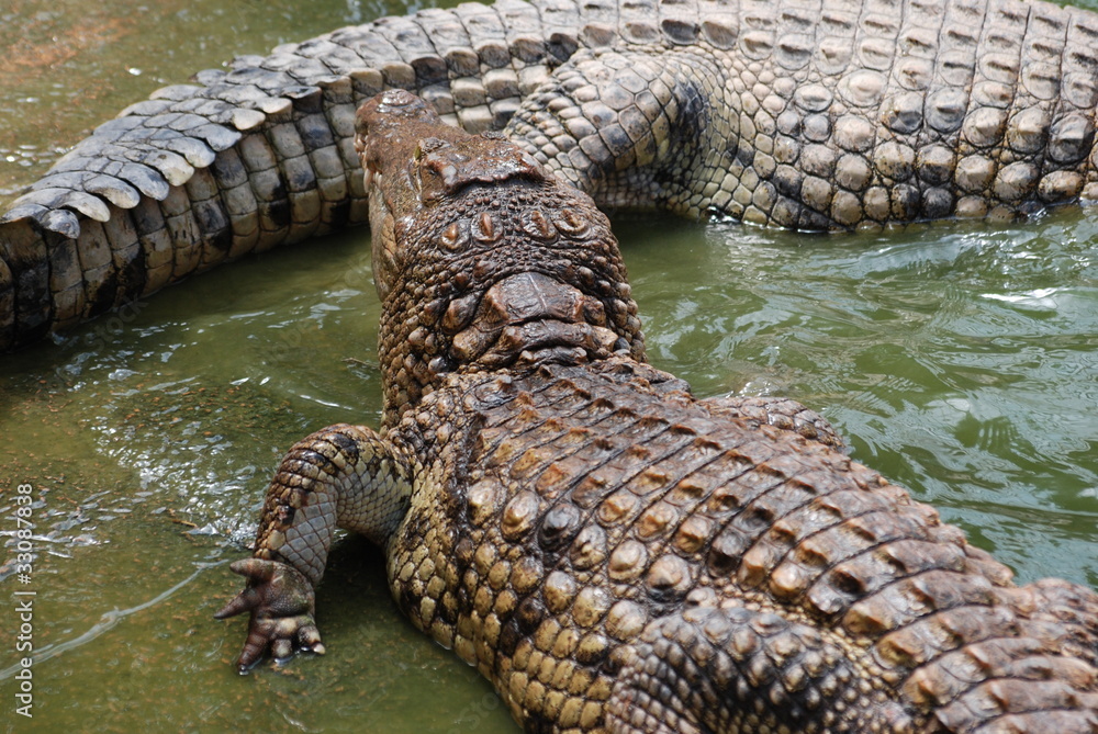 Obraz premium crocodiles