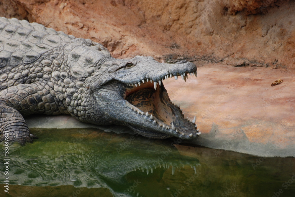Fototapeta premium crocodile
