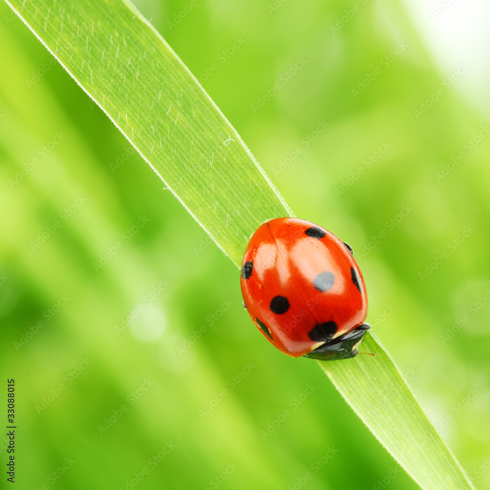 Fototapeta premium ladybug on grass
