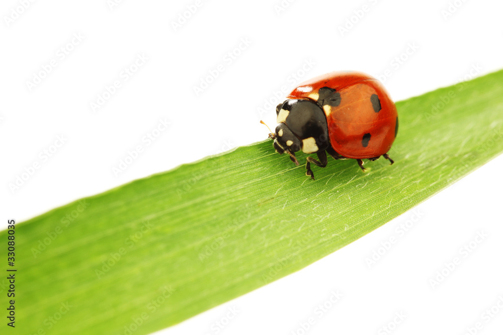 ladybug on grass ladybug on grass