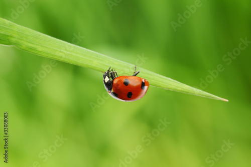 ladybug on grass